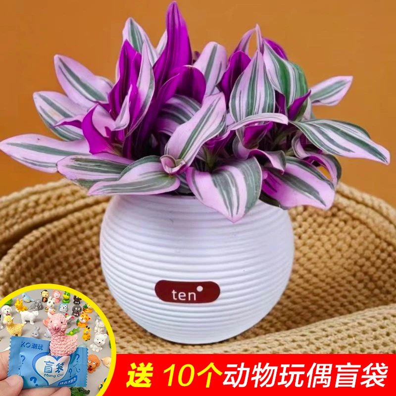 油画婚礼三色懒人进口吊兰易爆盆好养活吸甲醛室内办公多肉植物