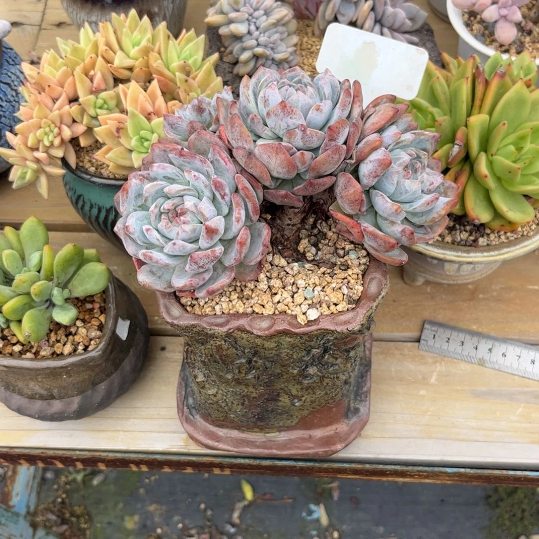 熔***熔多肉植物1111111111