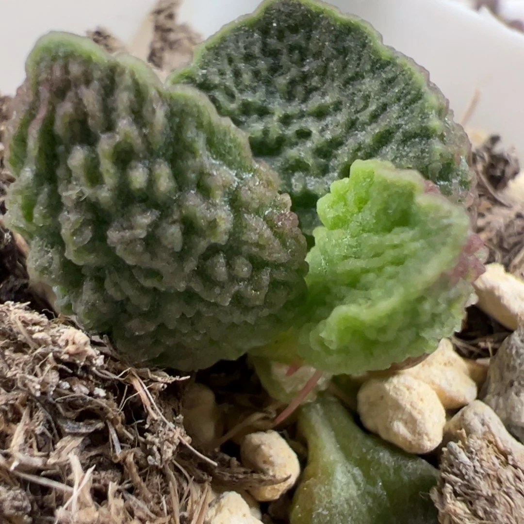 实生新品多肉植物水泡多肉植物水泡