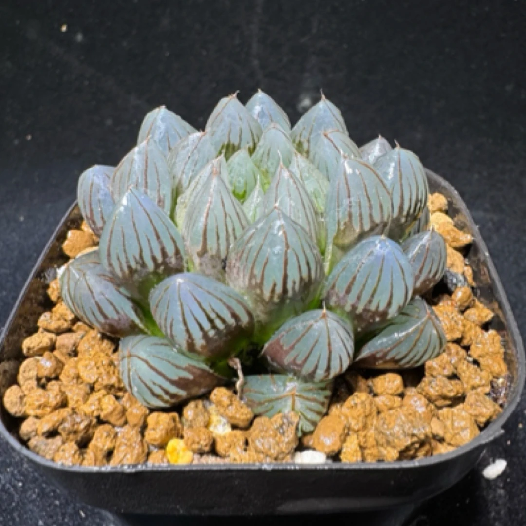 多肉玉露十二卷 大颗黑姬 室内外好养盆栽 带盆土满18包邮发货