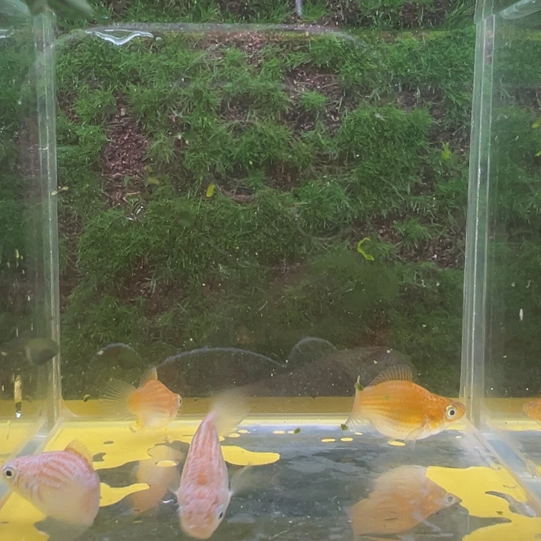 黑玛丽鱼鱼苗4条。