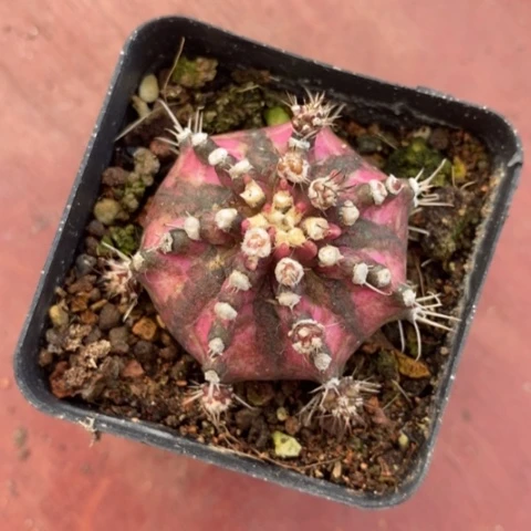 海神锦单3仙人球