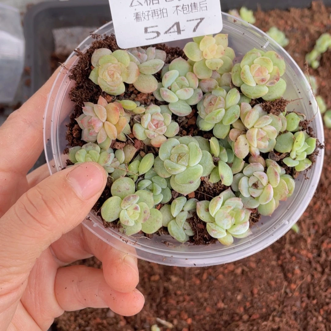 云糖心多肉植物547