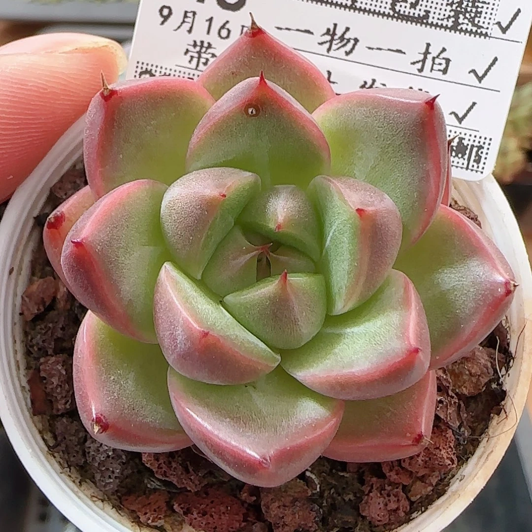 多肉0916--48福利