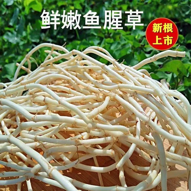 【洗净】农家现挖新鲜鱼腥草折耳根嫩根可凉拌煲汤熬粥的蔬菜开胃菜