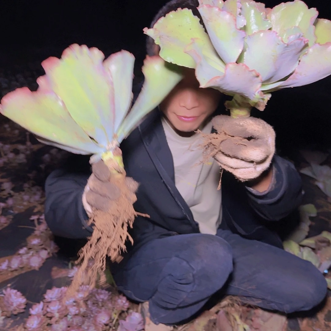 地栽蓝色妖姬多肉2棵