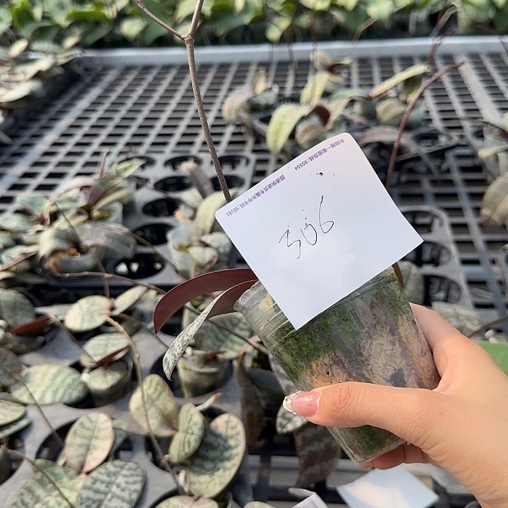 ****.大部分开放少量花苞306