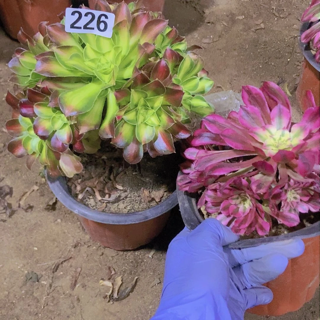 226两个老庄朵朵特价不周正