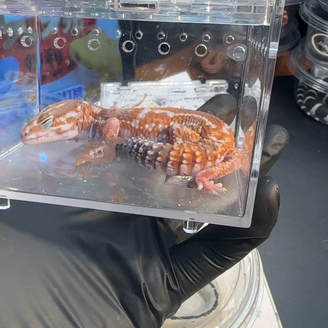 肥尾守宫000000024