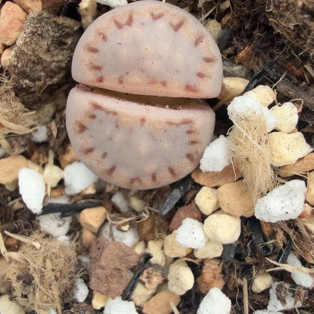 好看我好羡慕你们这只443