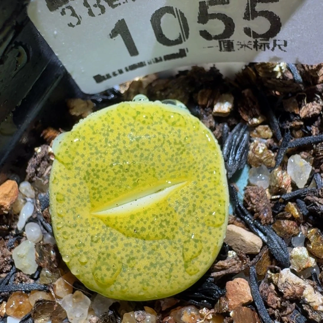 zzzz生石花肉锥1055