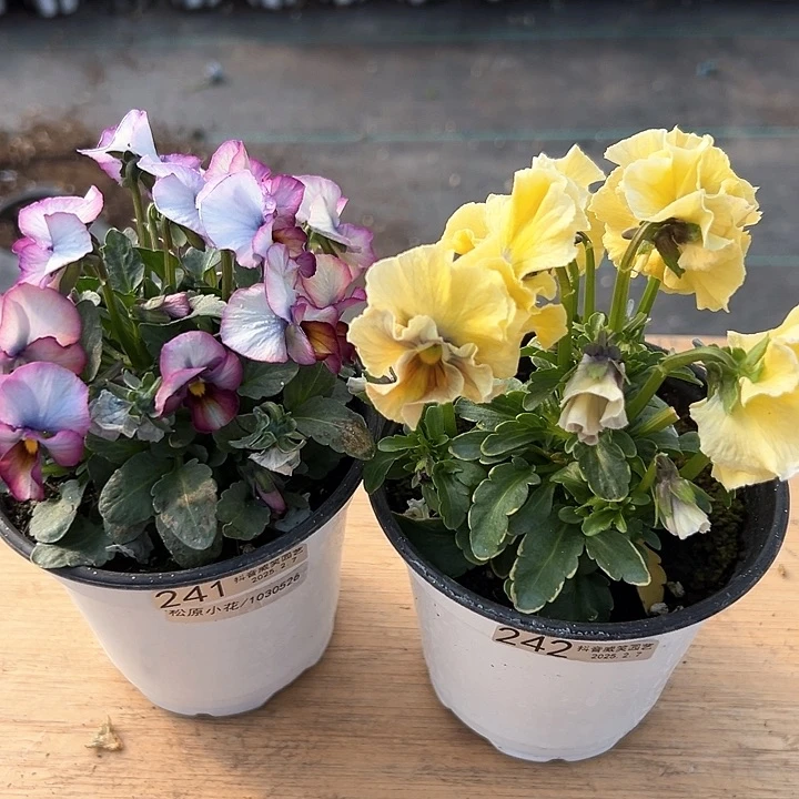 水晶抖音直播闪拍241-242