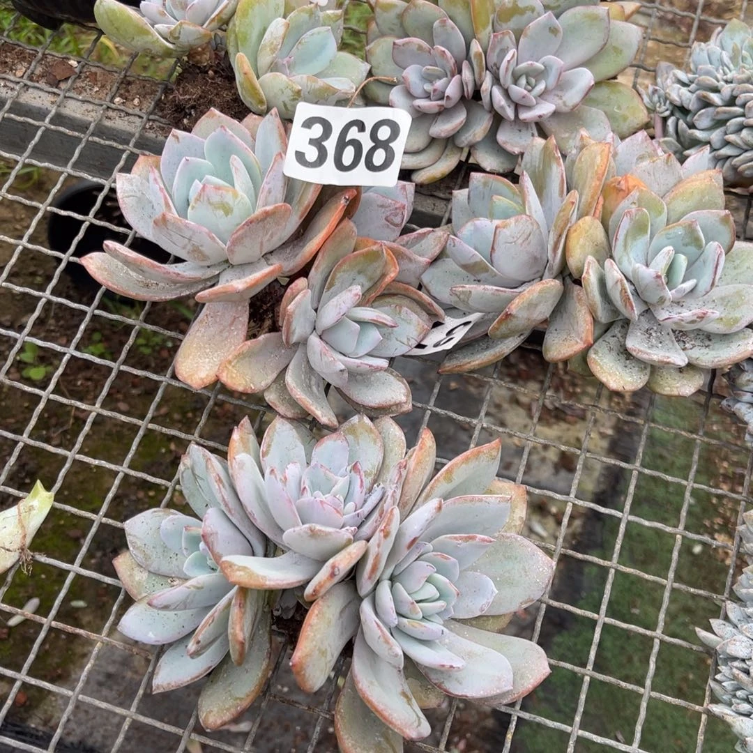 美***生5颗1555888880。0088