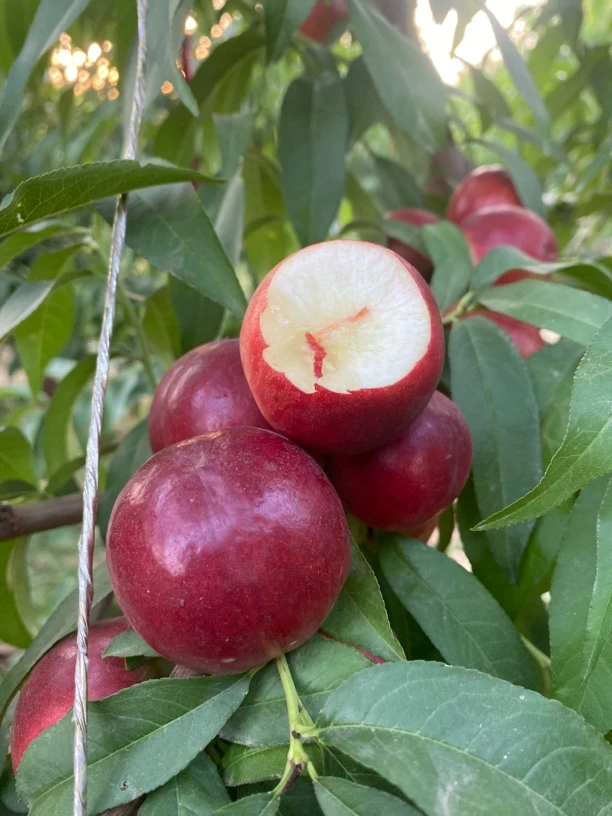 （纯甜无酸）【京东包邮】珍珠枣油桃8号白肉纯甜多汁现摘现发枣油桃