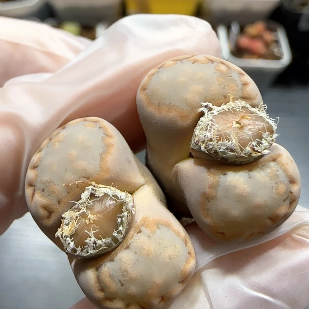 2.23。217饼干。 5008