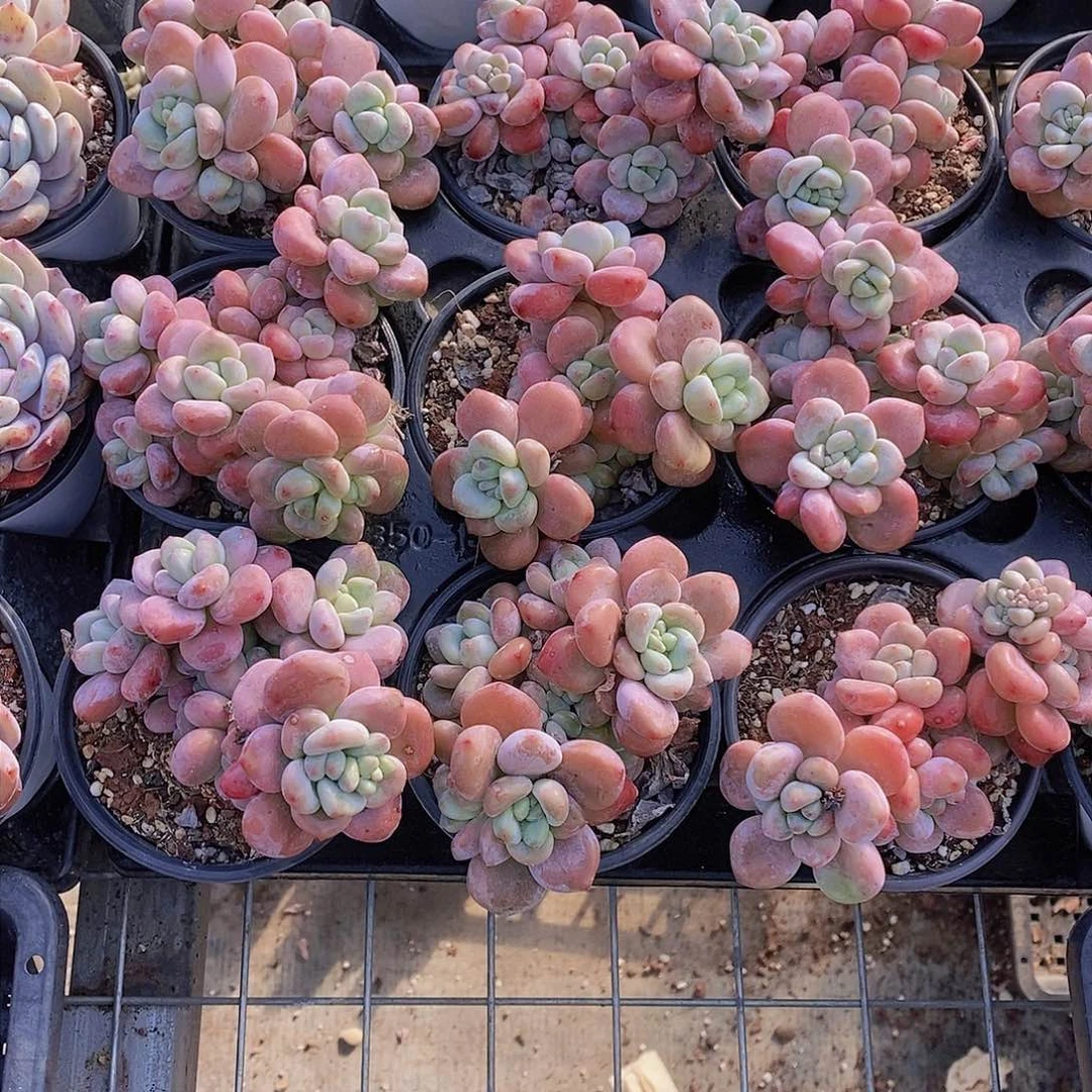 0203-丸叶老桩红洛神福利一颗 量拍