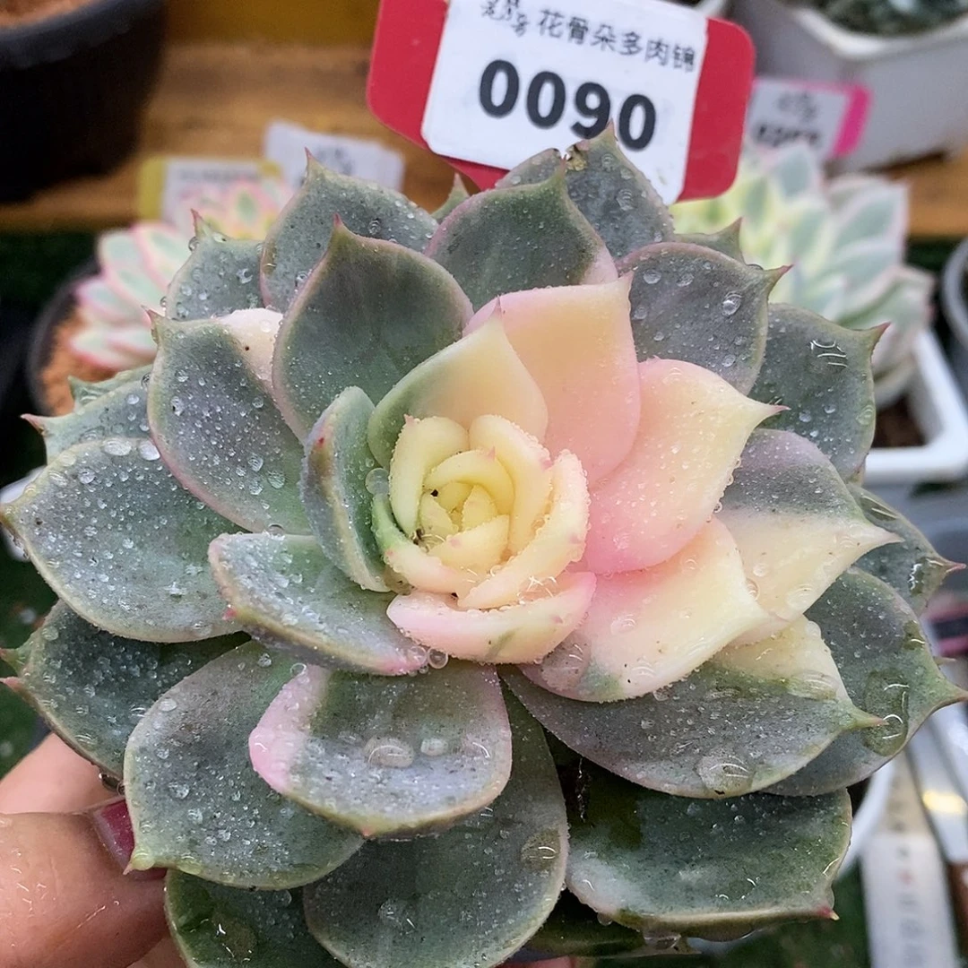 90贝加尔湖哈哈哈哈哈