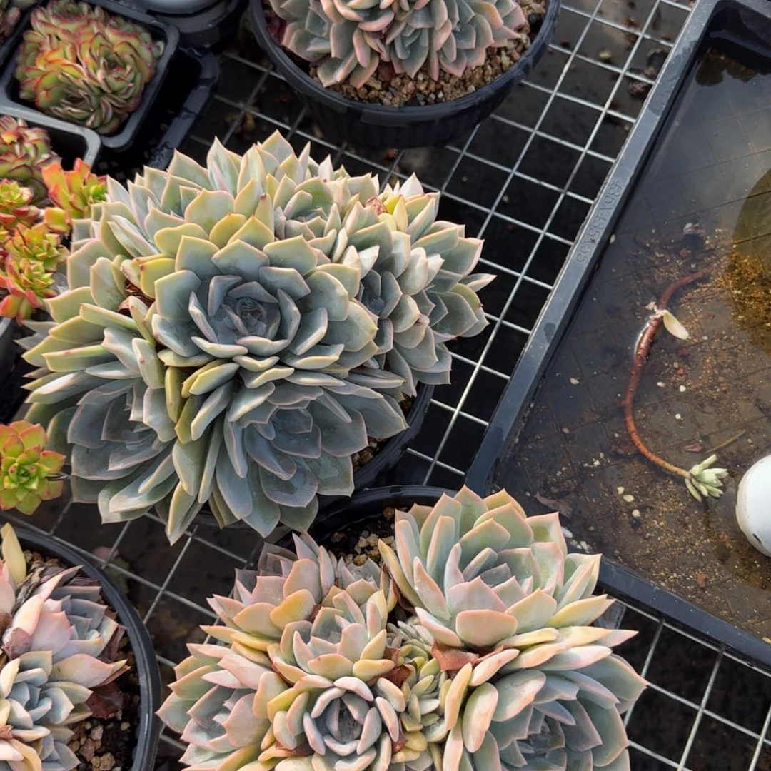 无花朵提拉米苏朵朵大群