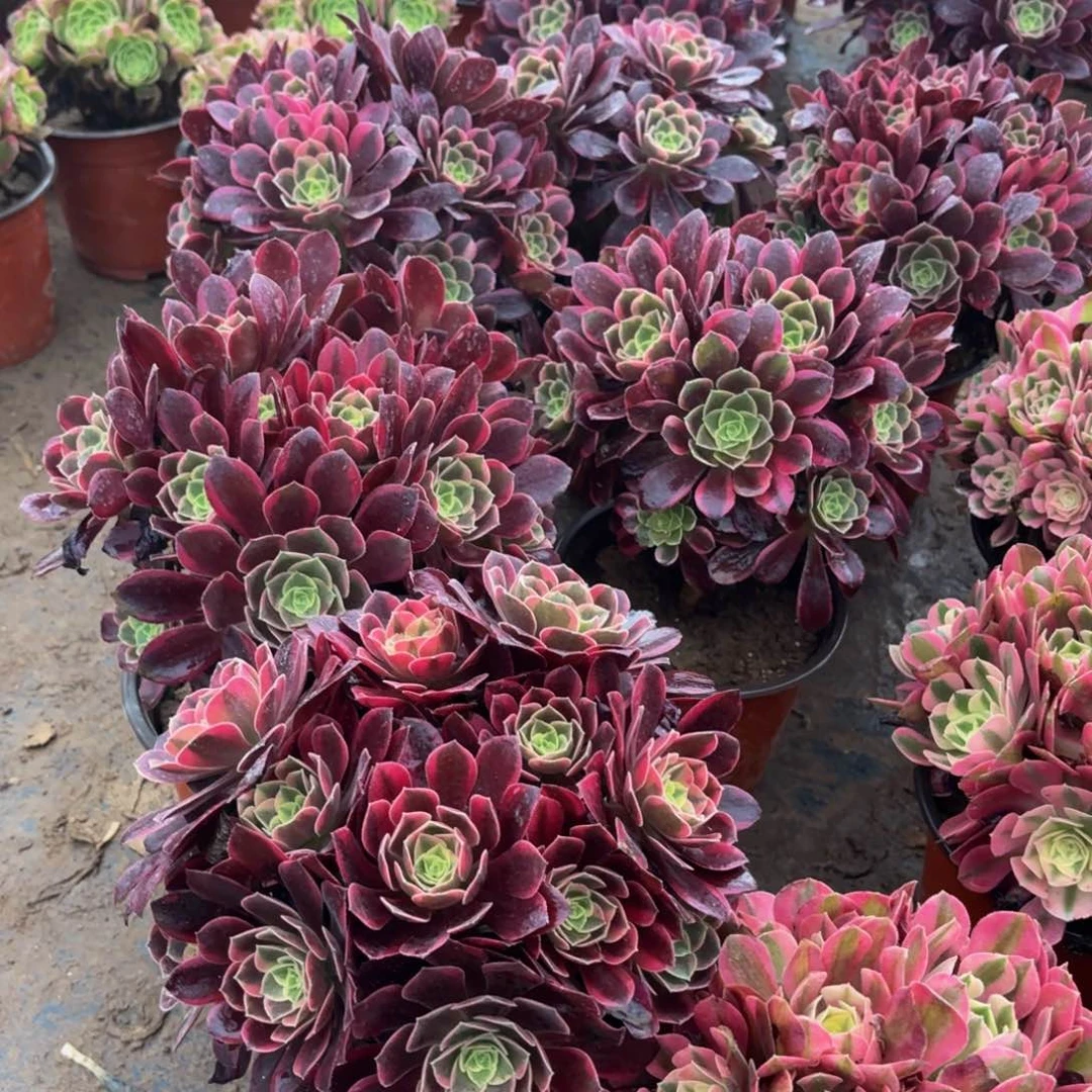 金丝雀绣球9.9法师多肉嫩