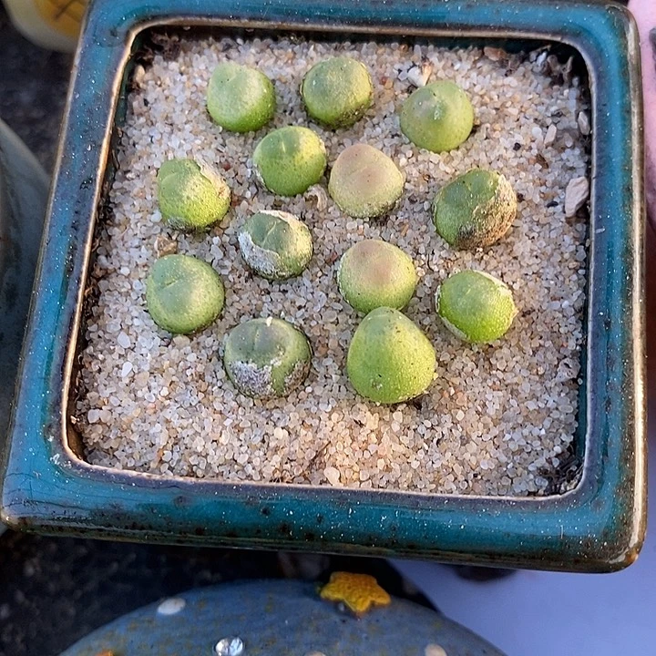 拉登0.6-0.8一颗。