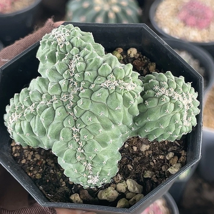 菊水缀化实生仙人球