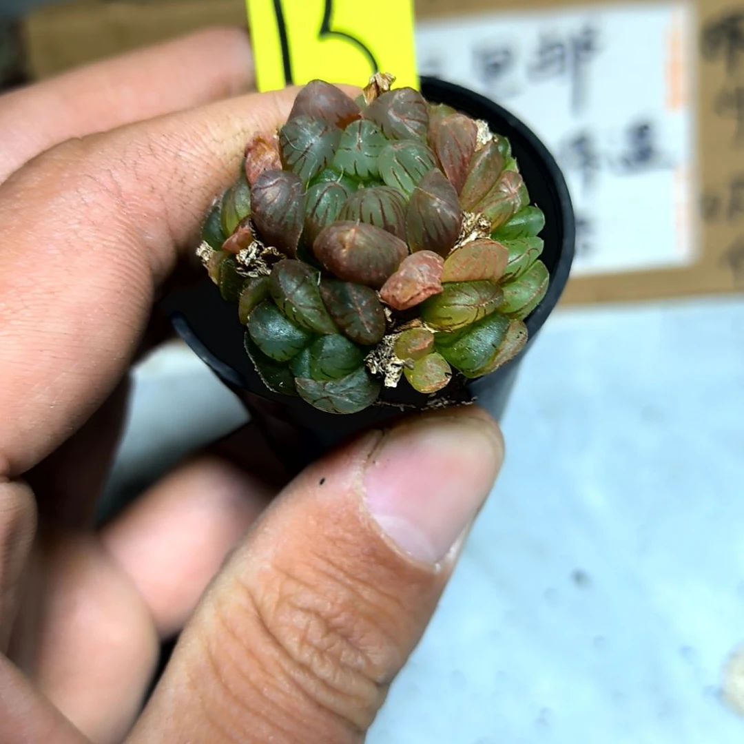 满6元包邮，15号小冰灯带崽拇指盆