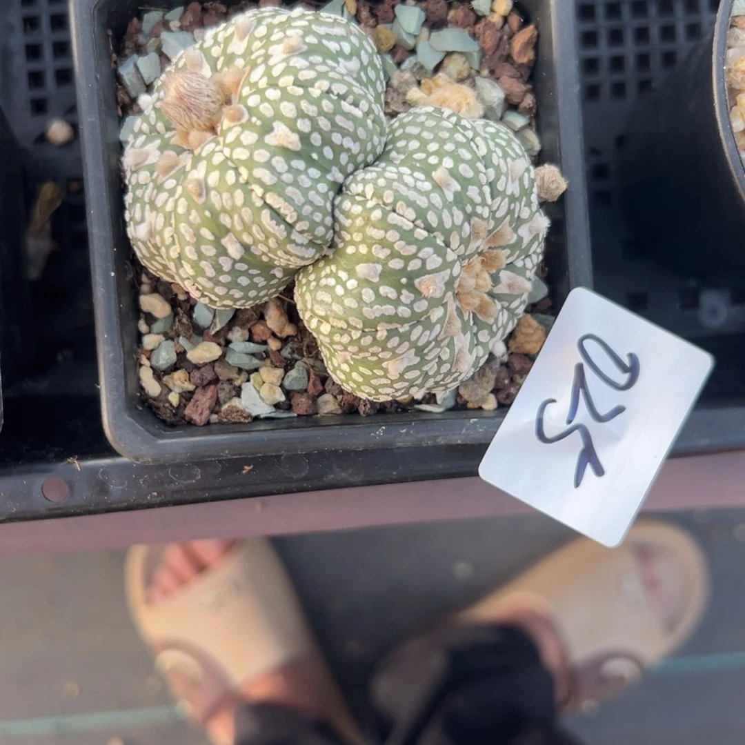 德***杀025号兜仙人球多肉植物