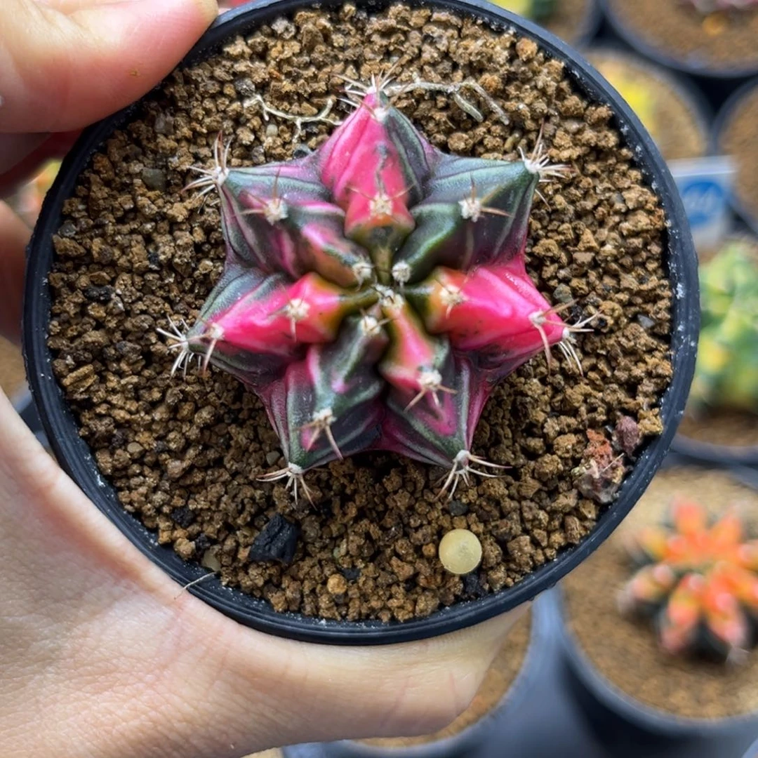 实生米哈一物一拍