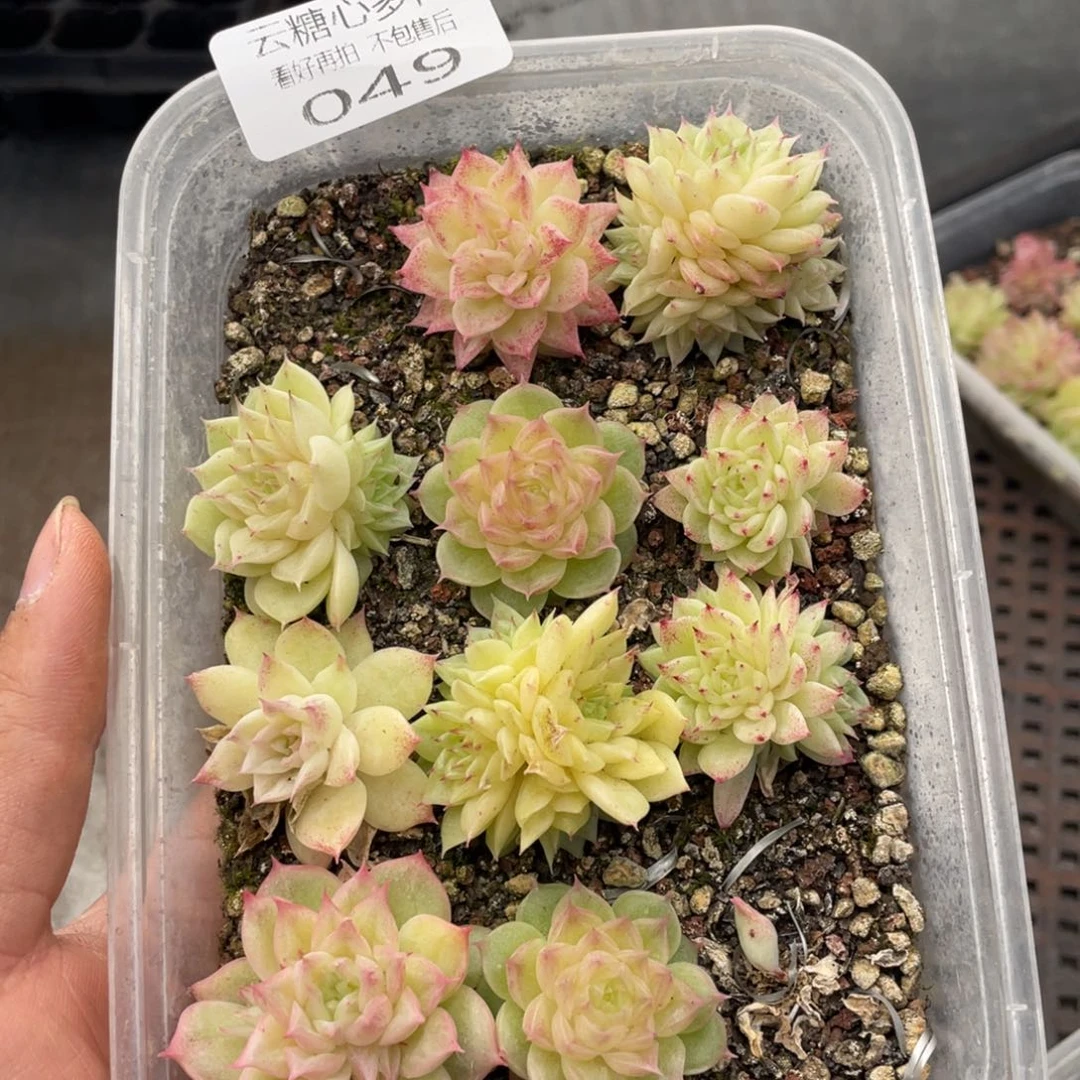 云糖心多肉植物49