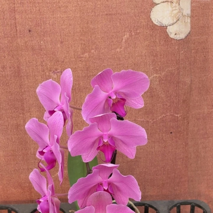 M***o完全开放0887蝴蝶兰实生