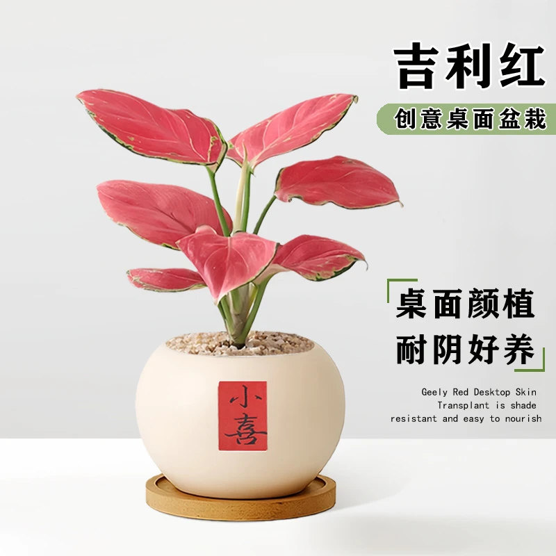 吉利红办公室内绿植净化空气桌面好养活四季寓意北欧解压招财盆栽