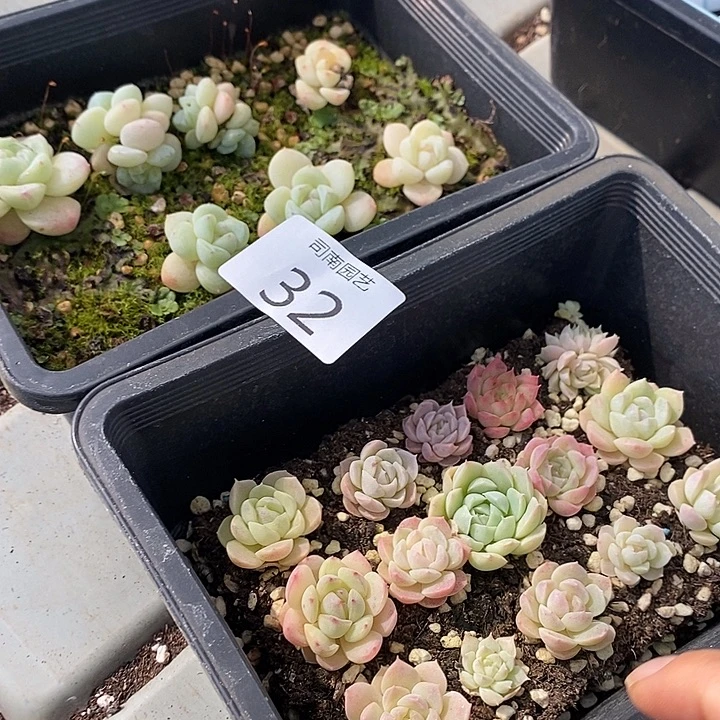 32 多肉植物盆栽花卉