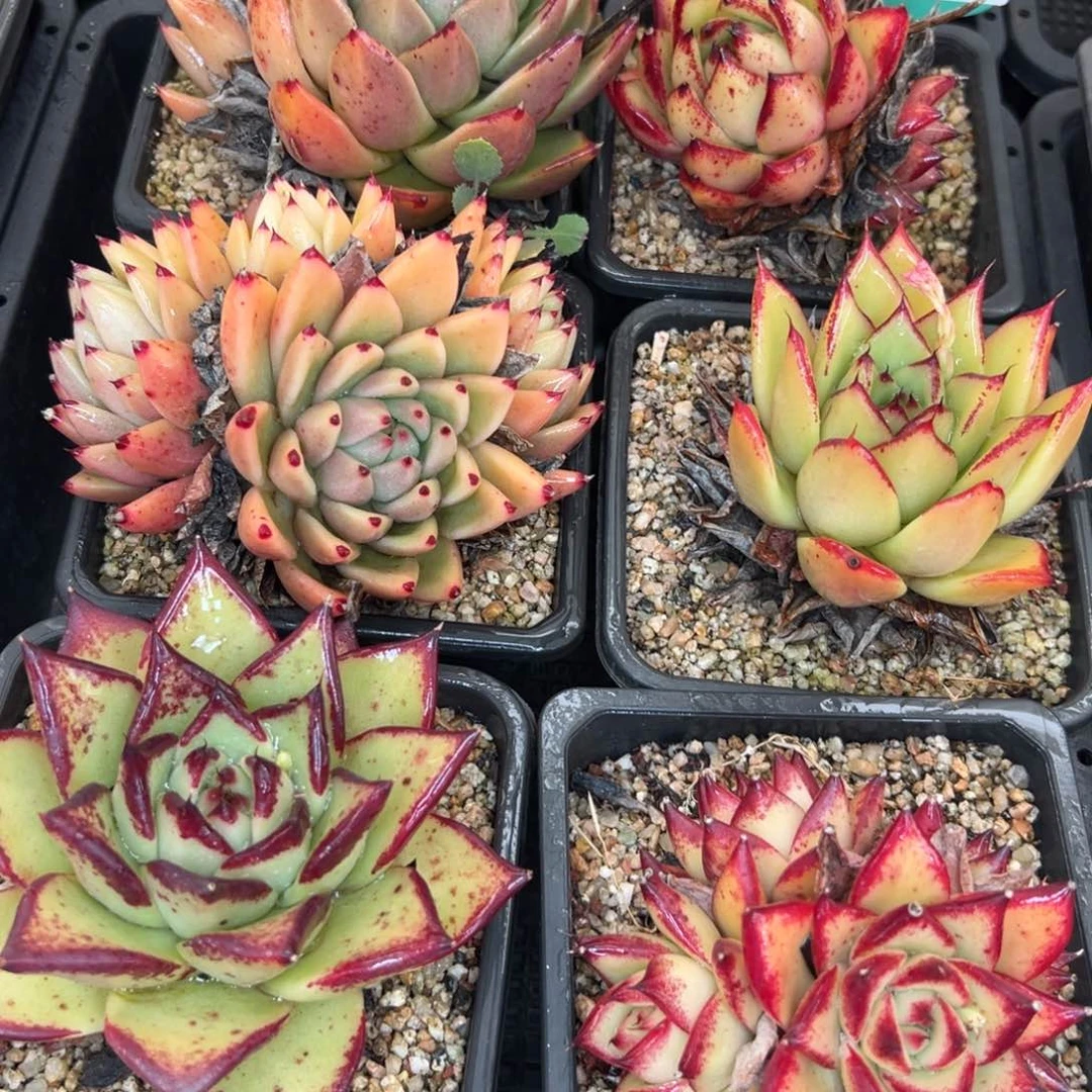 多肉一物一拍0127-264