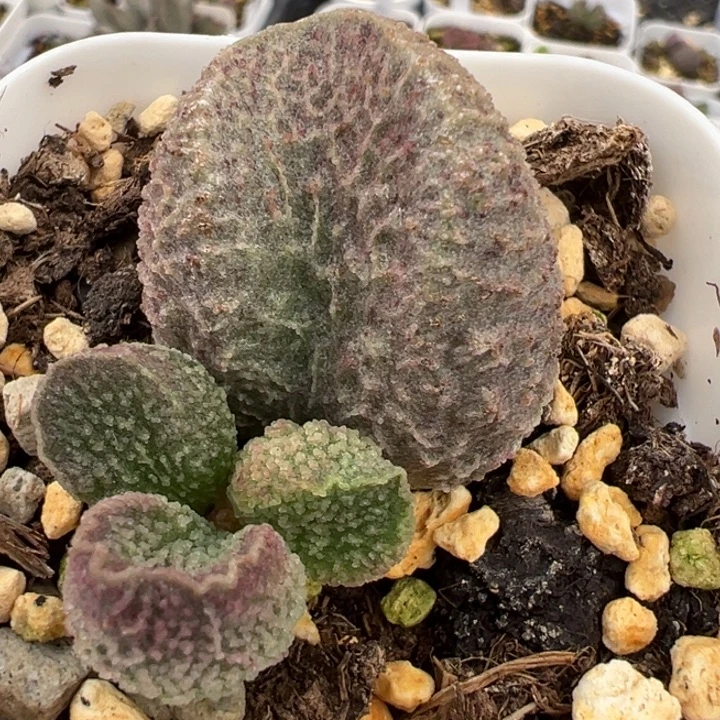 实生新品大苗多肉植物水泡