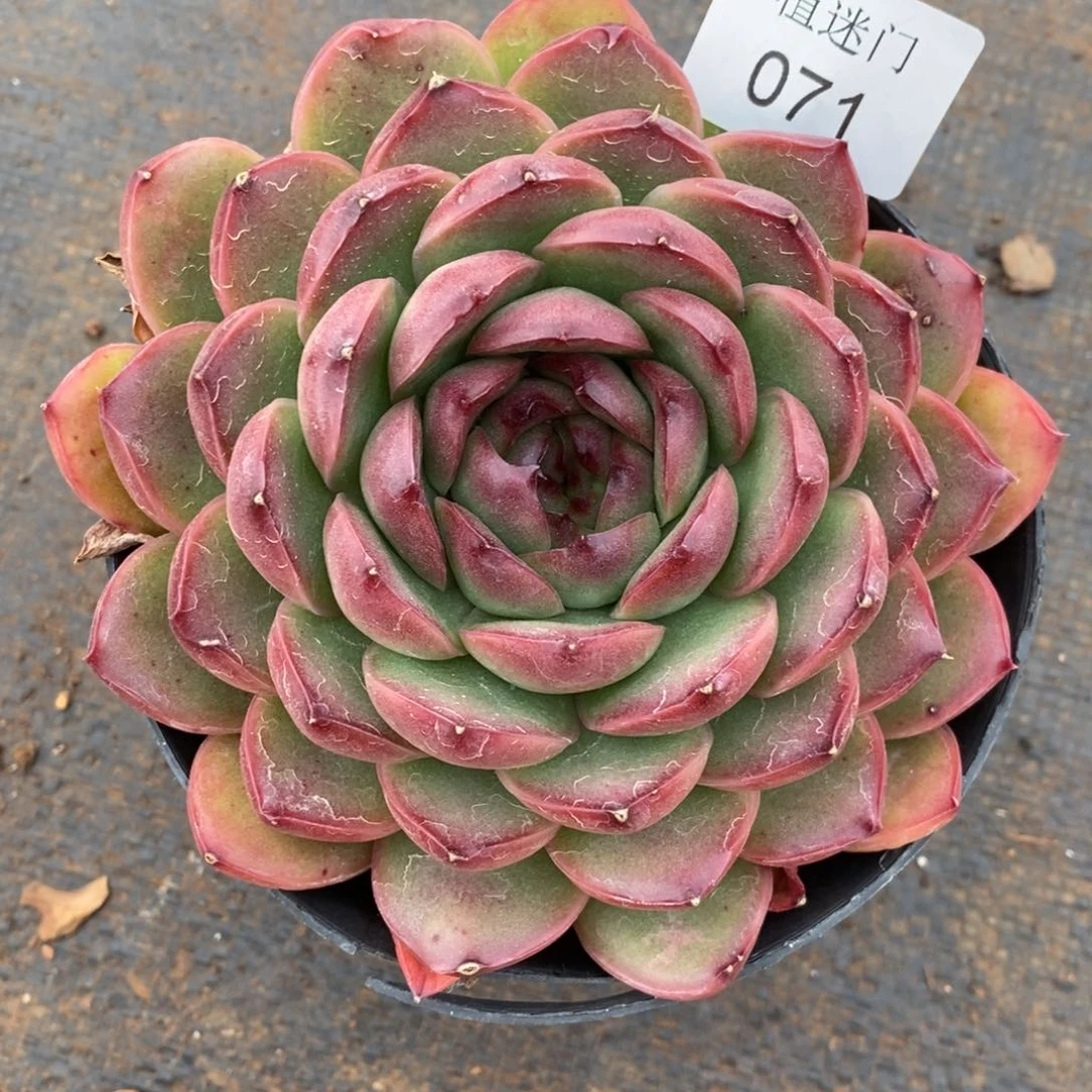 清****༇杂交精品多肉071