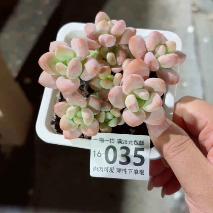 红洛神无盆土发货多肉多
