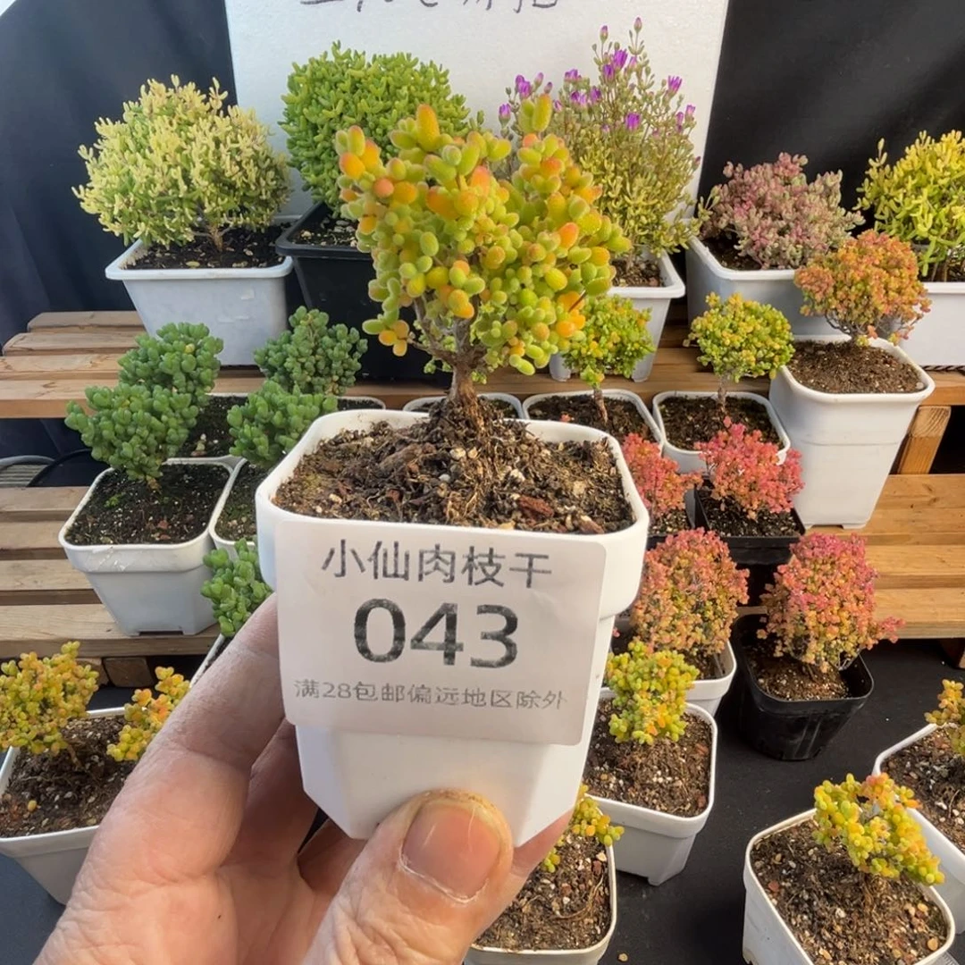 043枝干番杏小老桩金桔