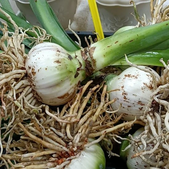 无花朵安吉拉6-7发一个