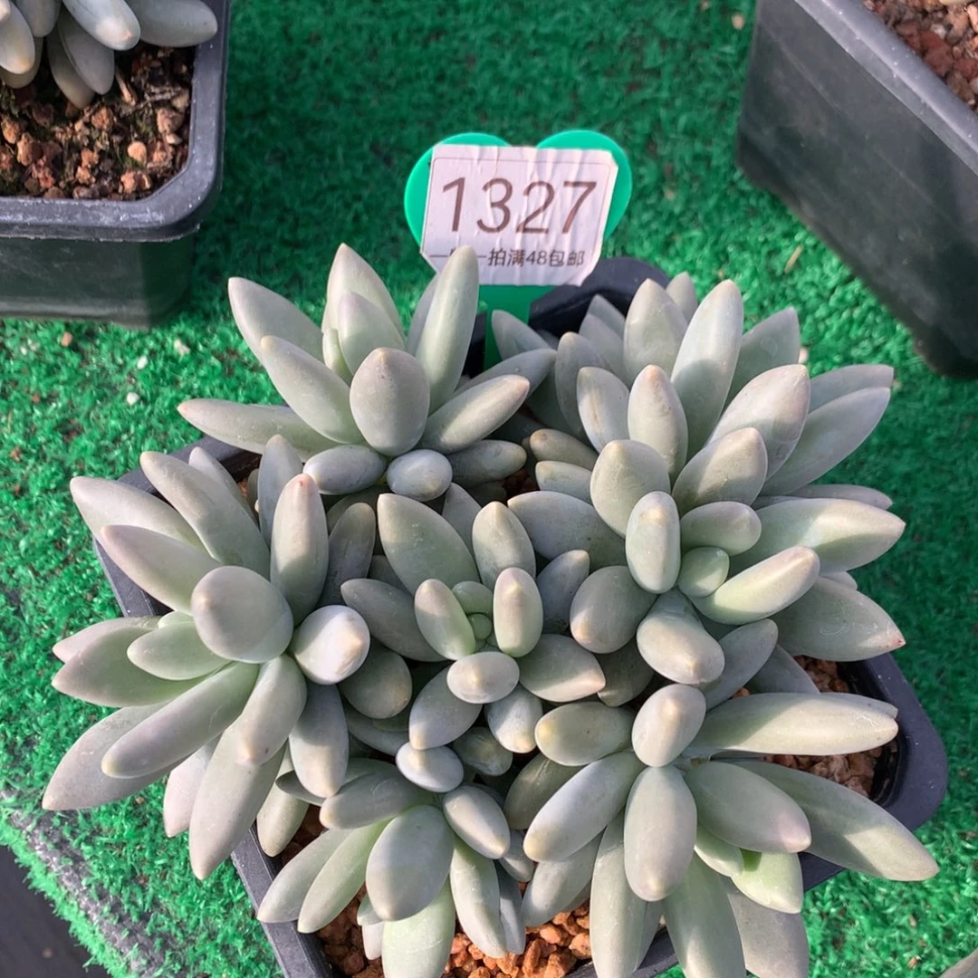 白兰地无砍平头捧花1327