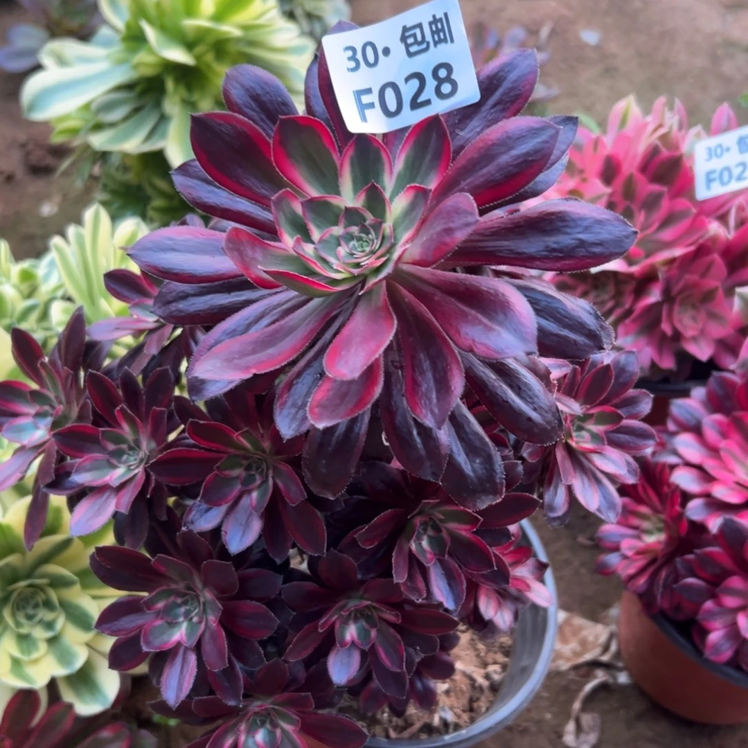 028芬迪多肉法师