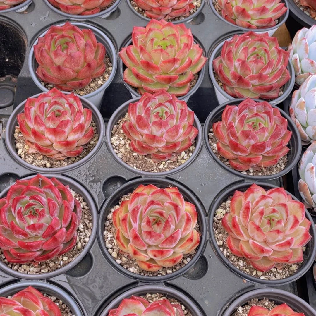 488号 宽叶全状态夜魔侠母本大单头一个