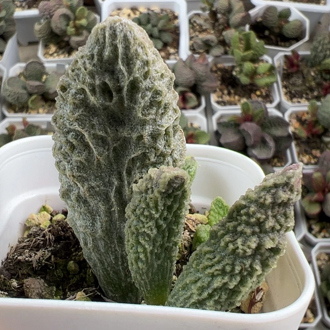 福利款苍龙大苗多肉植物