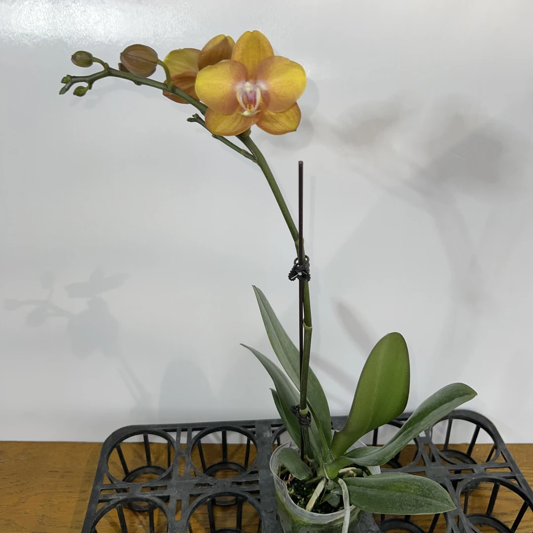 予兰花卉（拉斯维加斯）带花带花苞3.0寸杯发货