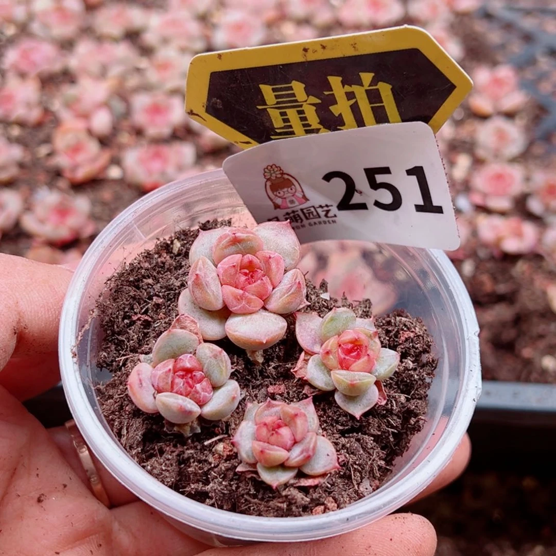 多肉植物多肉植物