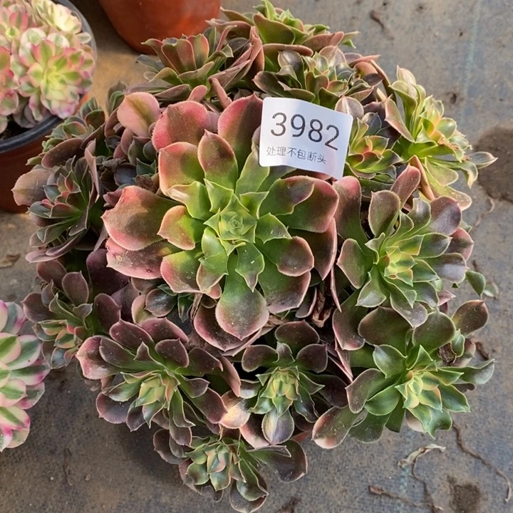 香妃多肉断头不包3982