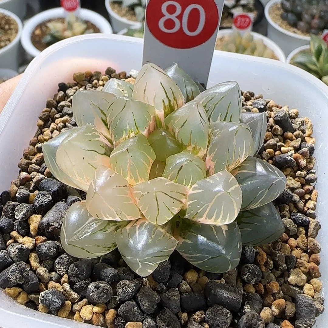 80号OM玉露锦一物一拍带盆土