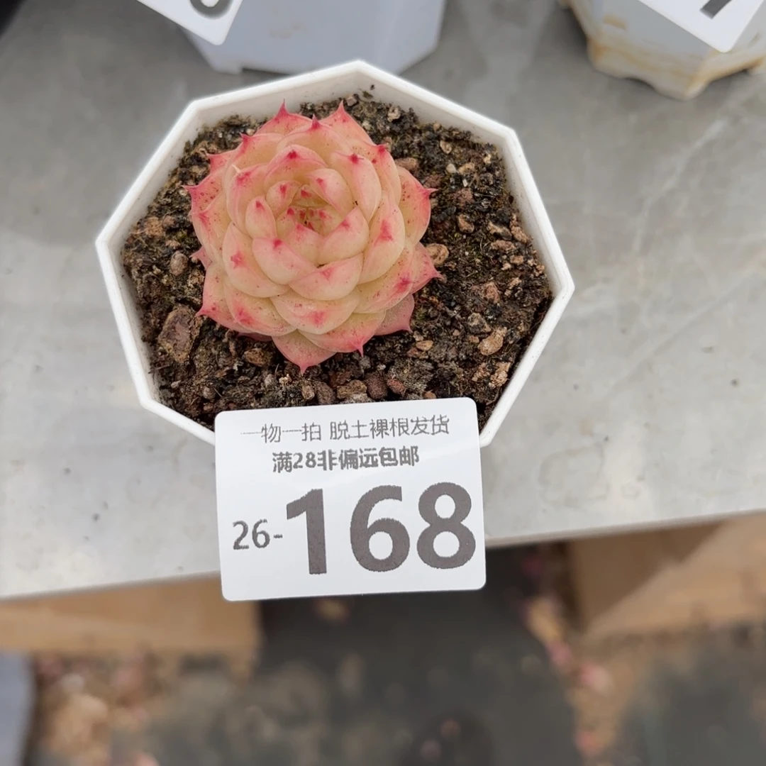 灵眸单头多肉多肉多肉多肉