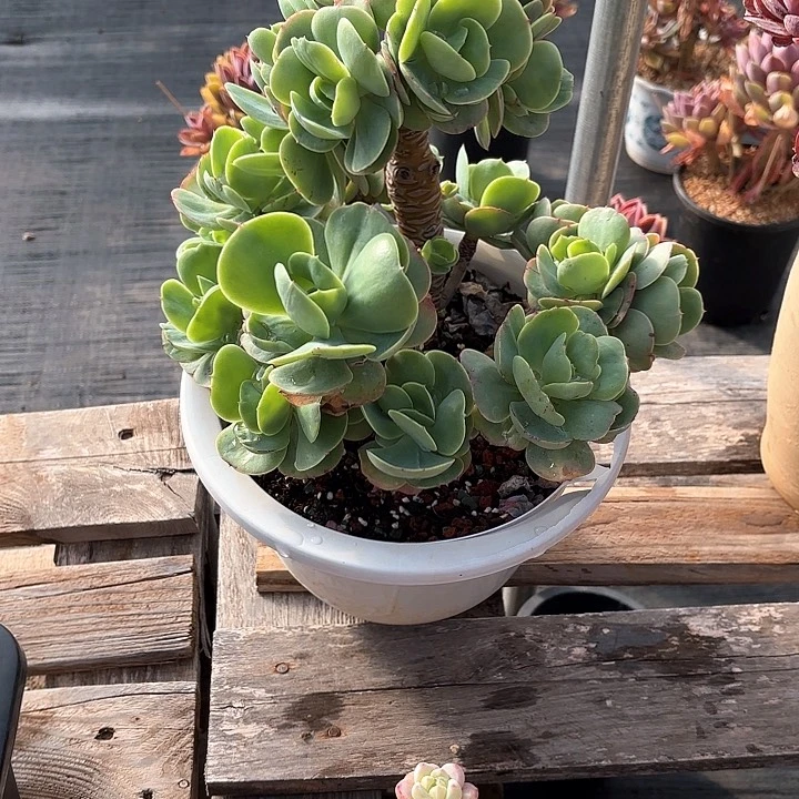 多肉植物，鸡蛋碧桃