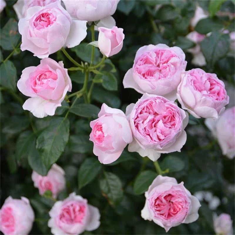 我的心爬腾月季开花一枝多头