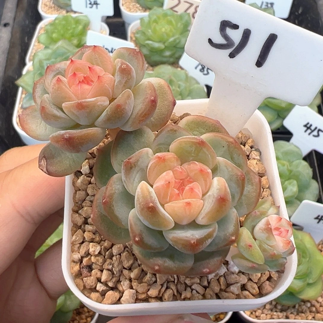 511号樱桃甜心 晗雨多肉